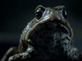 Ford Falcon Squashes Aussie Toad