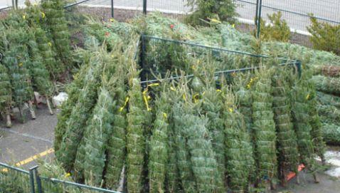 Christmas Tree Lots Create Jobs